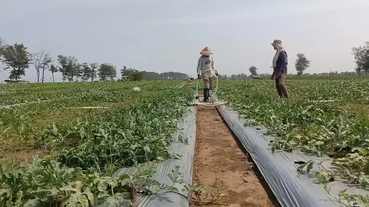 Subur TANI: Kebun Hidup di Jantung Cilacap